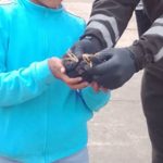 Personal policial de la UPMA procedió con el rescate de dos zarigüeyas recién nacidas en Cañar. /Cortesía