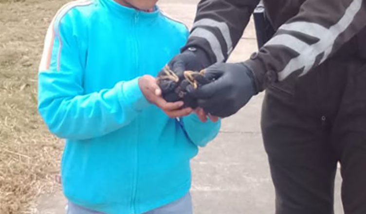 Personal policial de la UPMA procedió con el rescate de dos zarigüeyas recién nacidas en Cañar. /Cortesía