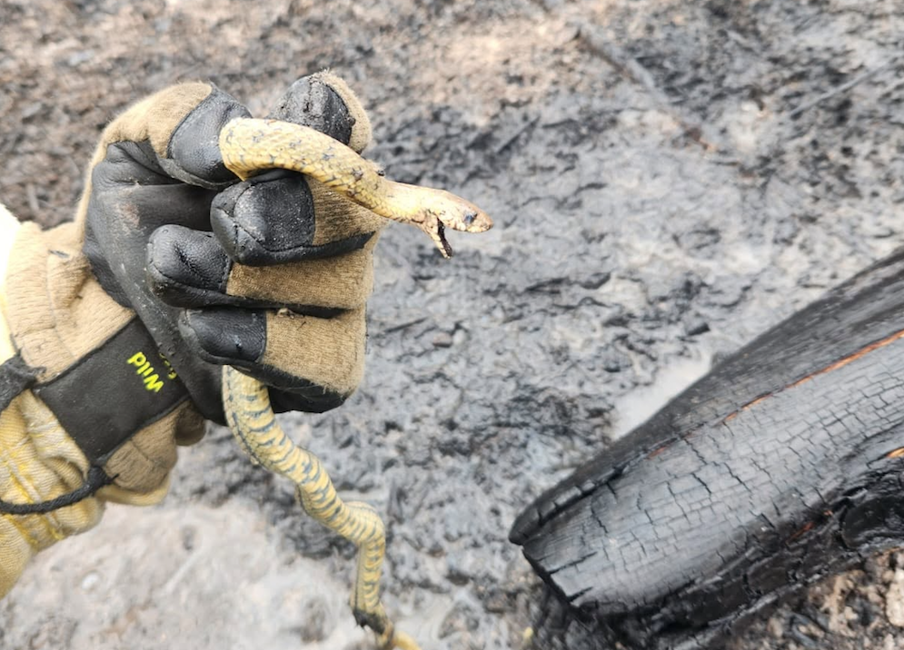 Personal del Cuerpo de Bomberos de Azogues rescató a una serpiente en un incendio forestal en un sector del cantón. /Cortesía