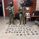 Militares decomisaron marihuana y cocaína en una vivienda de Ponce Enríquez. /Cortesía