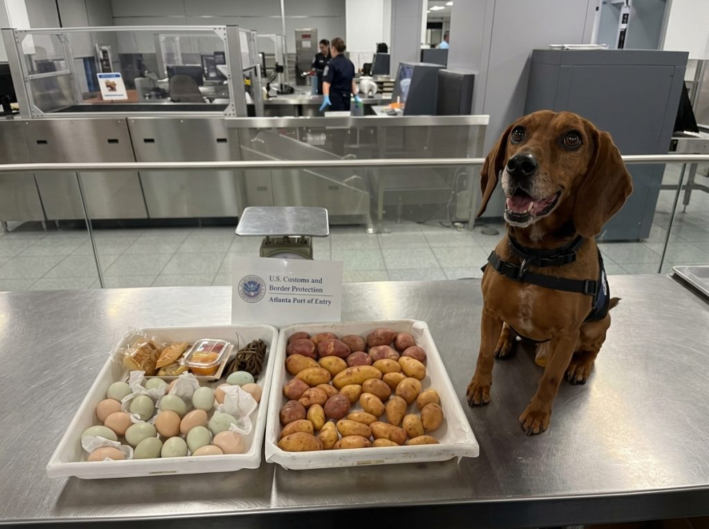 Huevos y otros productos alimenticios provenientes de Ecuador fueron detectados por un perro de CBP en un aeropuerto de Estados Unidos.