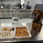 Huevos y otros productos alimenticios provenientes de Ecuador fueron detectados por un perro de CBP en un aeropuerto de Estados Unidos.