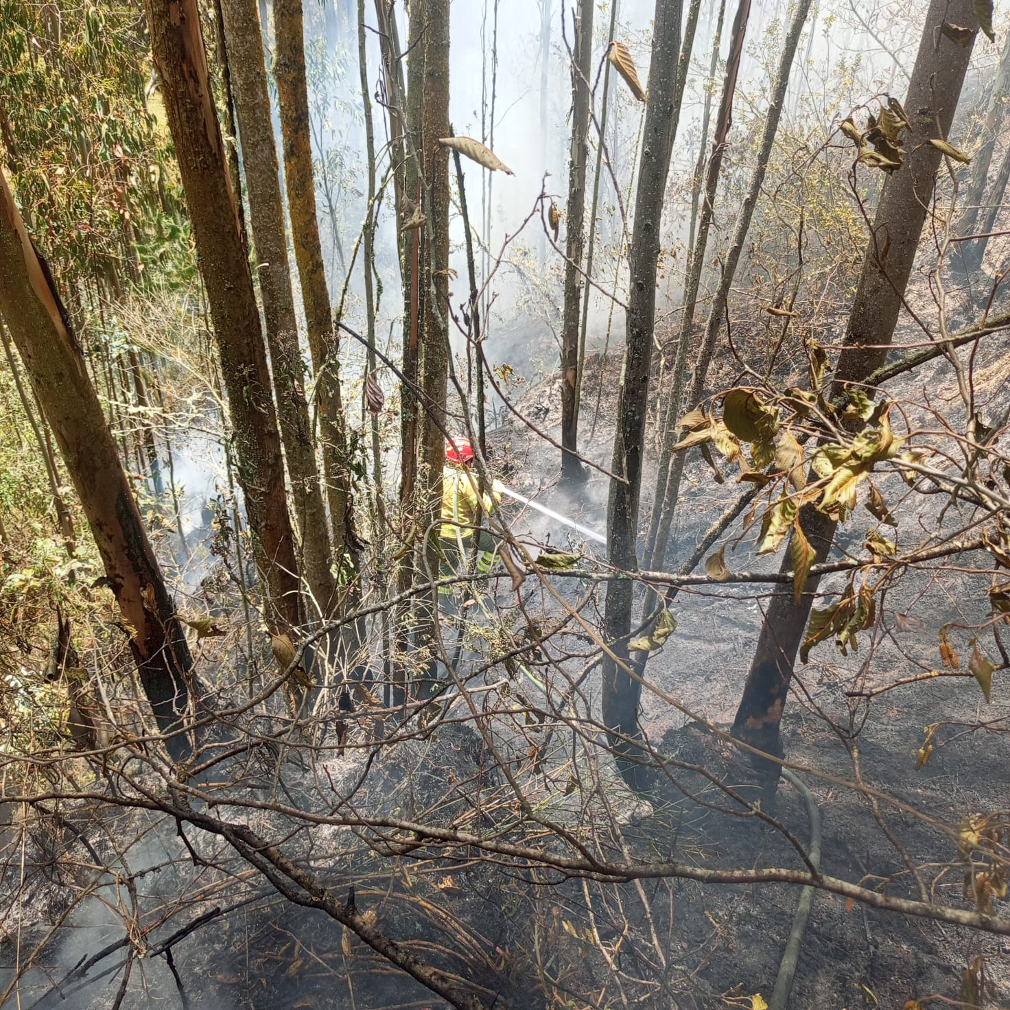 Bomberos sofocan incendio en Turi.