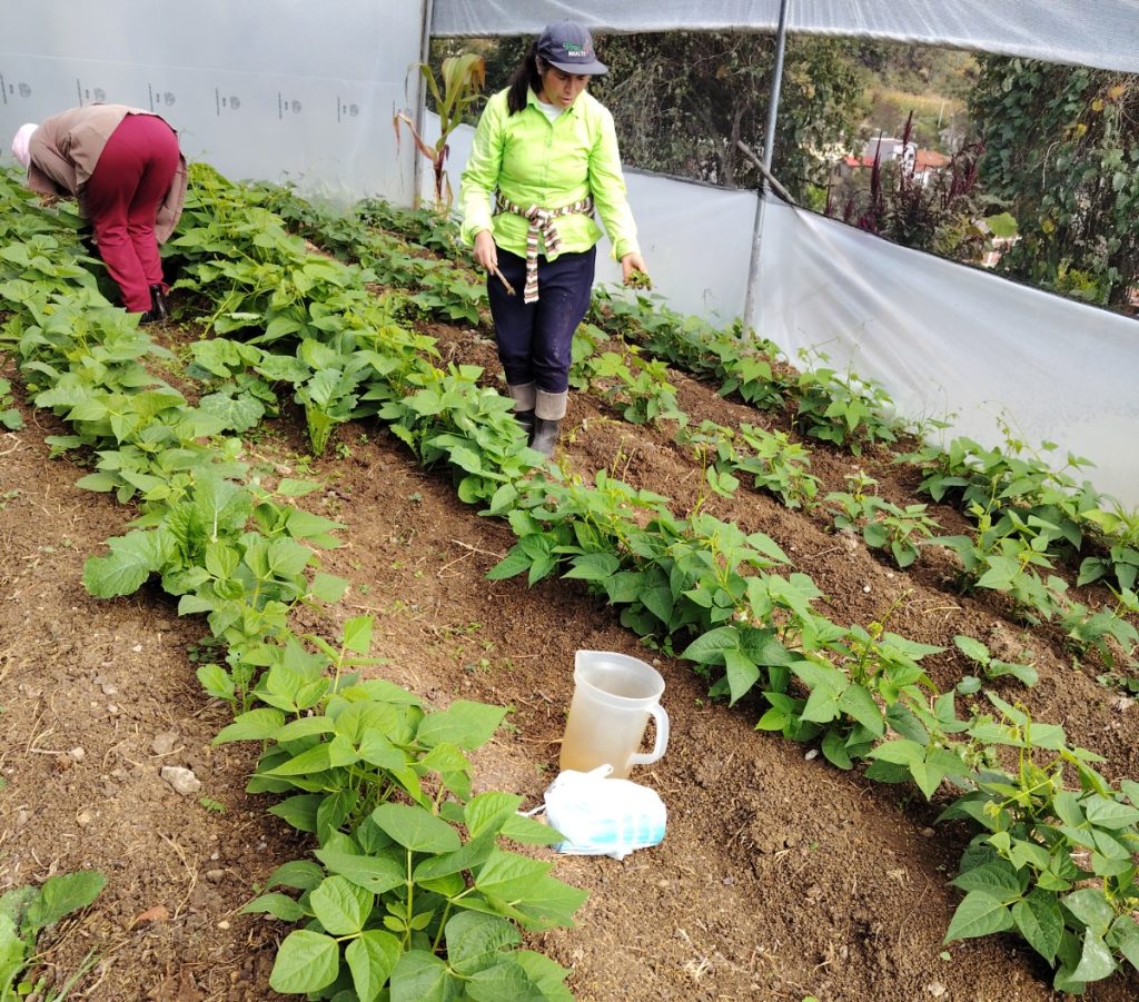 Agroproductoras de Nulti