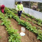 Agroproductoras de Nulti