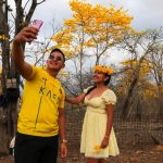 Los guayacanes volvieron a florecer este año en el cantón Zapotillo. Foto: El Mercurio