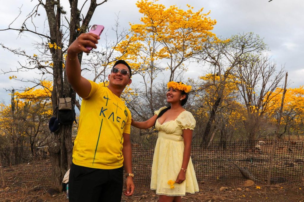 Los guayacanes volvieron a florecer este año en el cantón Zapotillo. Foto: El Mercurio