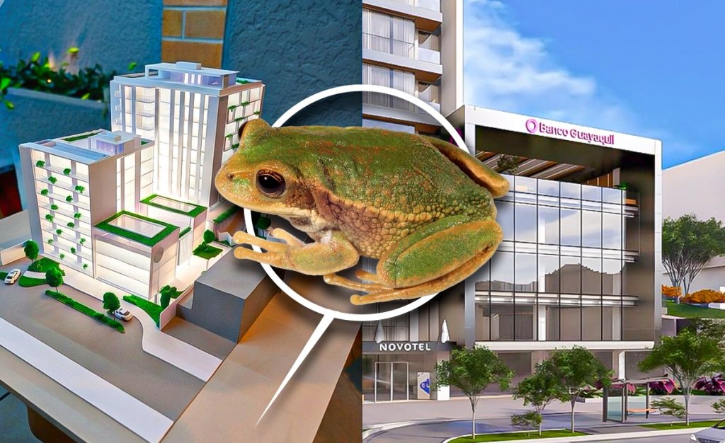 Render de cómo se espera que sea el proyecto del complejo urbano en Cuenca y la imagen de una de las especies de anfibio que rescataron. /Cortesía