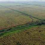 Plantaciones de caña de azúcar, luego del anuncio de la suspensión de la cosecha de la caña, debido a las lluvias del fenómeno del niño. Foto: César Muñoz/API
