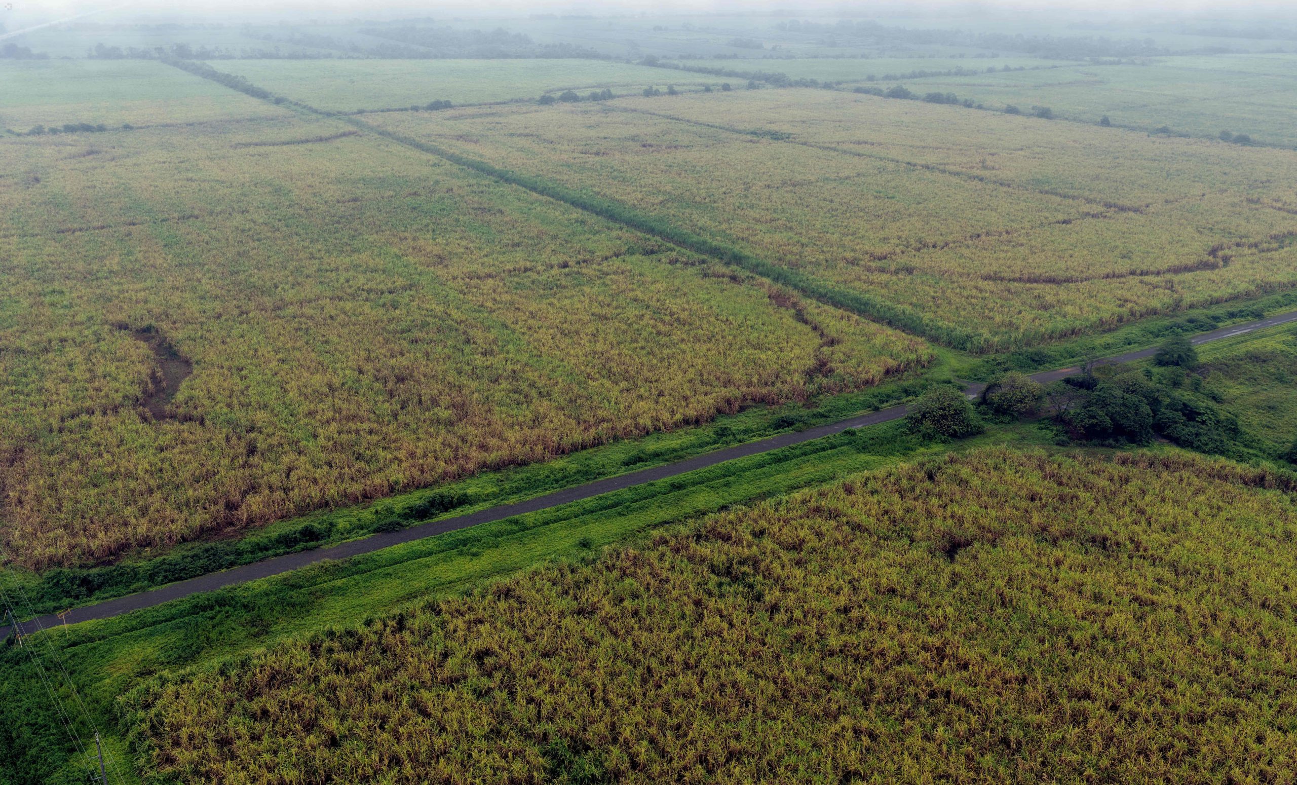 Plantaciones de caña de azúcar, luego del anuncio de la suspensión de la cosecha de la caña, debido a las lluvias del fenómeno del niño. Foto: César Muñoz/API