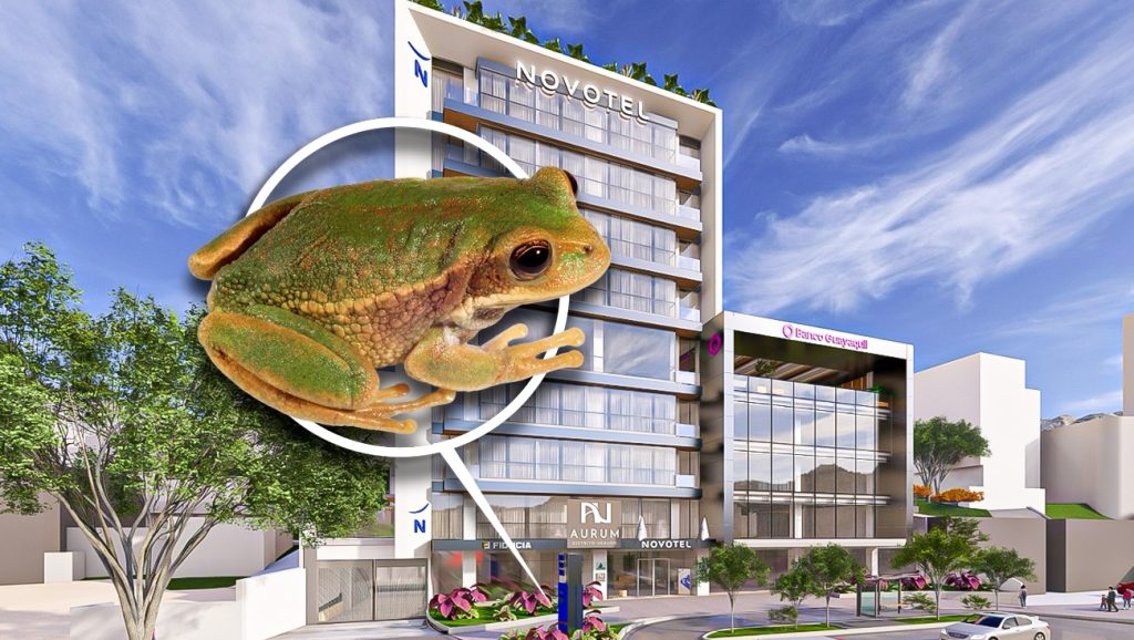 Render de cómo se espera que sea el proyecto del complejo urbano en Cuenca y la imagen de una de las especies de anfibio que rescataron. /Cortesía