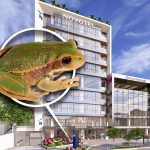 Render de cómo se espera que sea el proyecto del complejo urbano en Cuenca y la imagen de una de las especies de anfibio que rescataron. /Cortesía