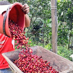 Hay seis becas de China para productos de café, para mostrar sus productos.