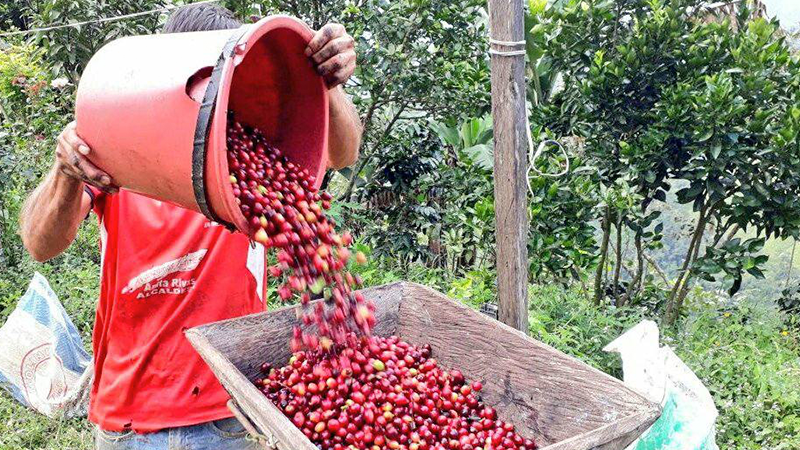Hay seis becas de China para productos de café, para mostrar sus productos.