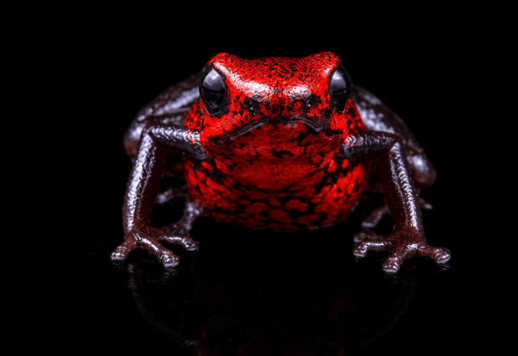 Esta rana, bautizada como Desconcertante, se encuentra en la cuenca del río Paute. Foto: Zootaxa