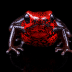 Esta rana, bautizada como Desconcertante, se encuentra en la cuenca del río Paute. Foto: Zootaxa