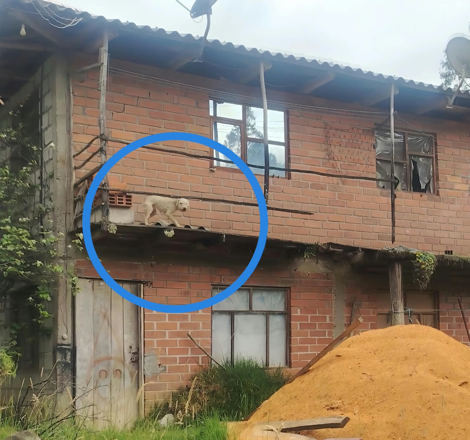 En Sidcay se denunció un caso de maltrato animal. Foto: CGA