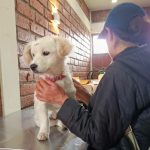 ¿Dónde habrá jornadas gratuitas de esterilización para mascotas este fin de semana en Cuenca?