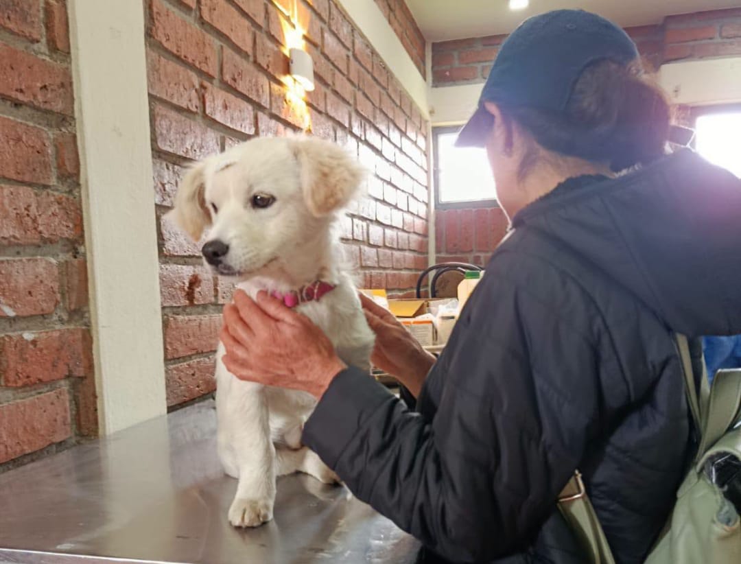 ¿Dónde habrá jornadas gratuitas de esterilización para mascotas este fin de semana en Cuenca?